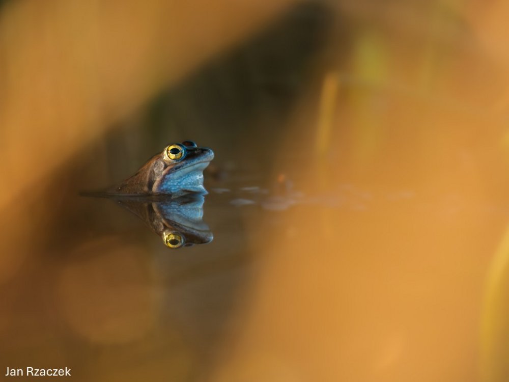 Ein Moorfrosch Männchen im späten Abendlicht