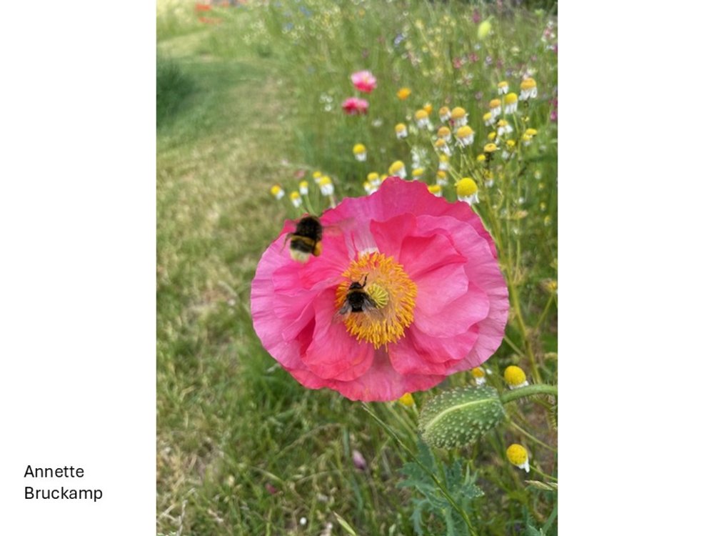 Mohn