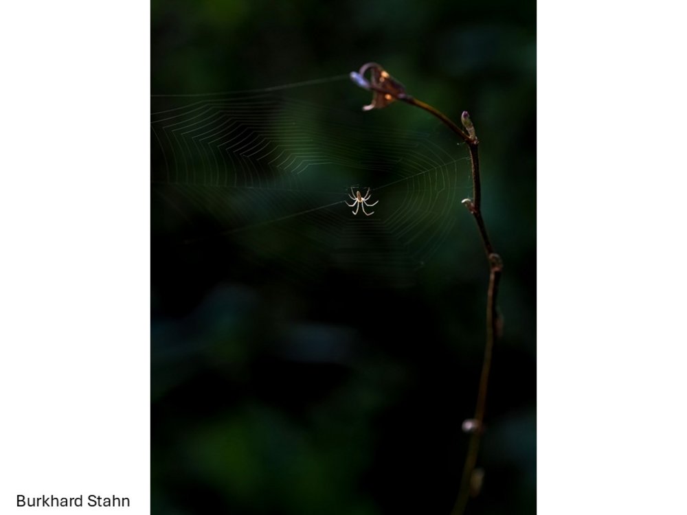 Spinne im Netz