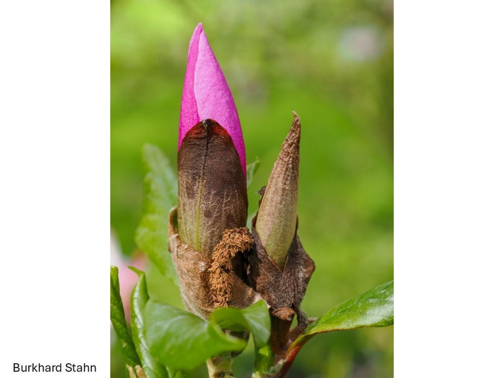 Fast schon eine Blüte