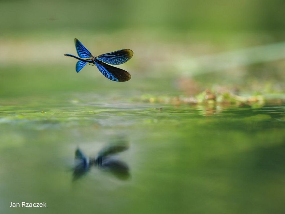 Eine Blauflügelprachtlibelle fliegt über den Bachlauf