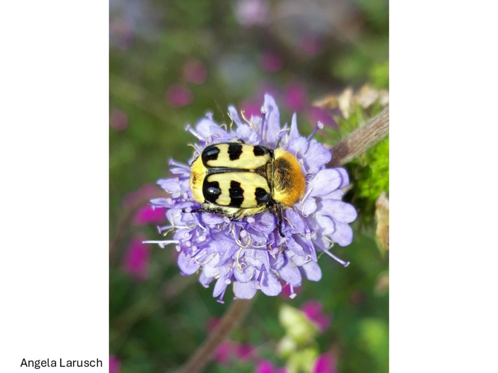Ein Pinselkäfer sitzt auf der Blüte des Teufelsabbiss