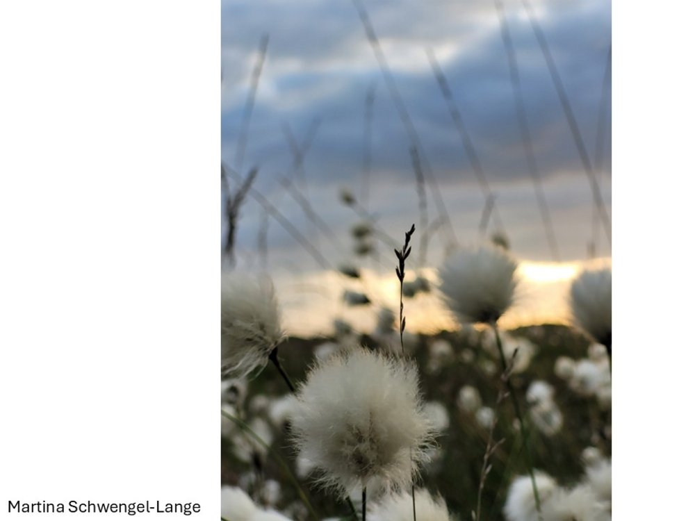 Moorgras kurz vorm Schlafengehen 