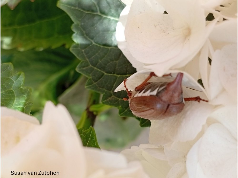 Maikäfer in Hortensie 