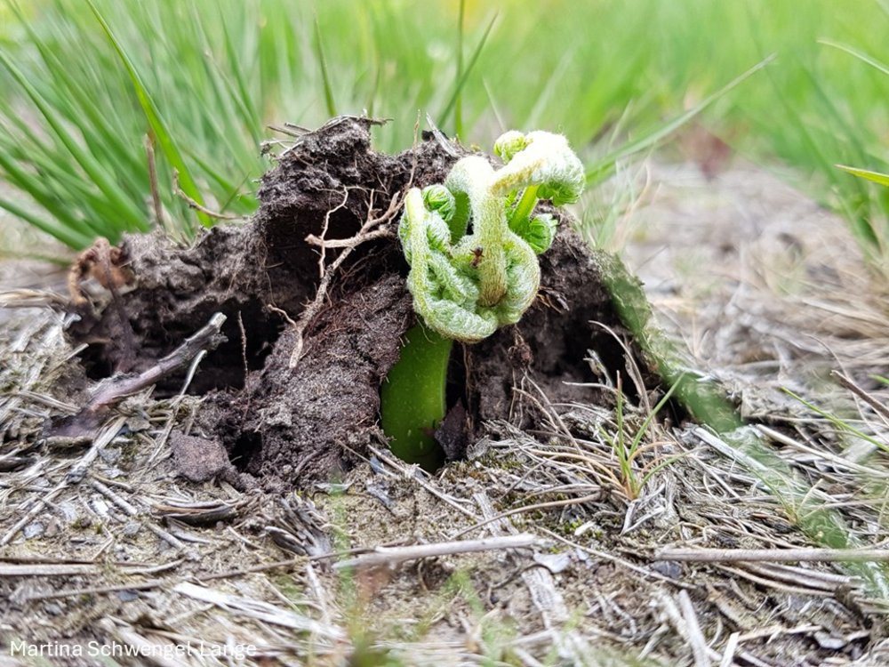 Voll der Durchbruch ... Grün (Gehlenbecker Moor)