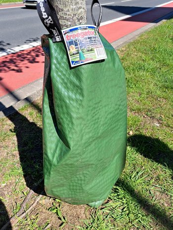 Linde mit angebrachtem Bewässerungsbeutel