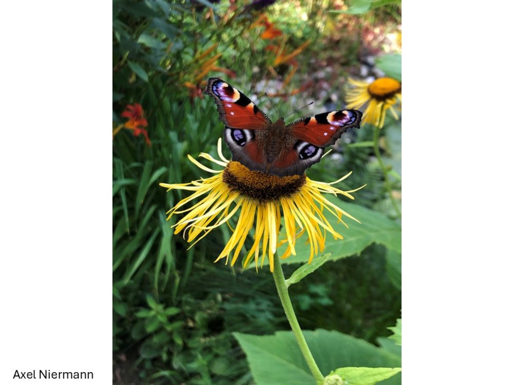 ein Schmetterling auf Nahrungssuche