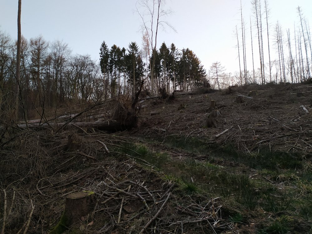 ein Bild von den kahlen Stellen im Wiehengebirge
