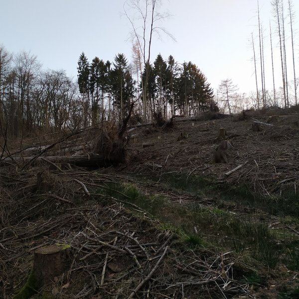 ein Bild von den kahlen Stellen im Wiehengebirge