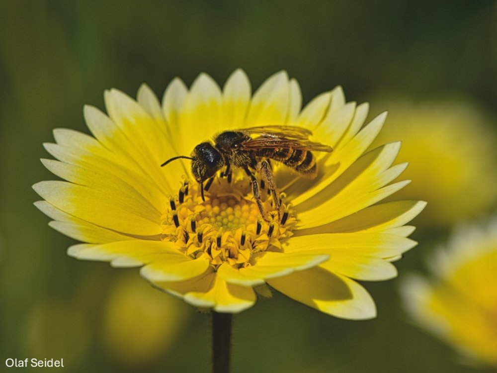 Biene auf einer Weißspitzchenblüte