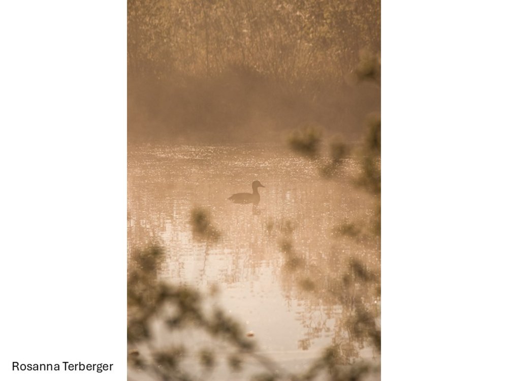 Stockente im Morgenlicht