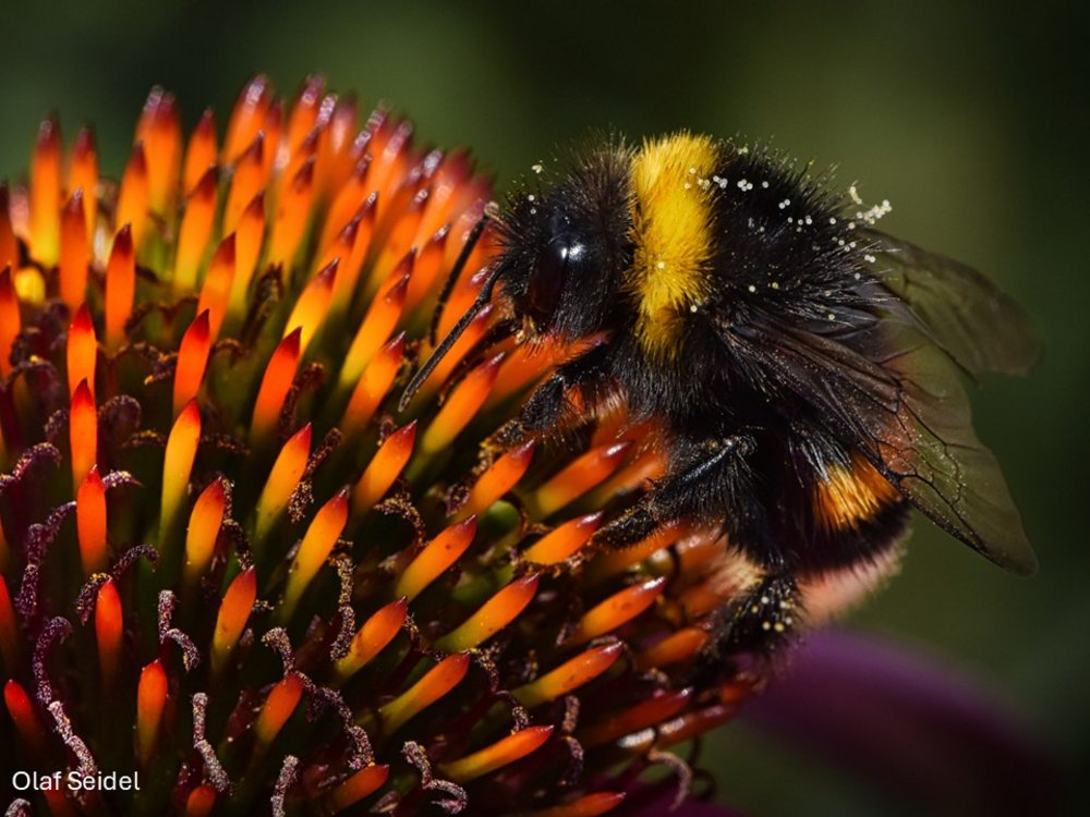 Hummel auf einer Pupur-Sonnenhutblüte