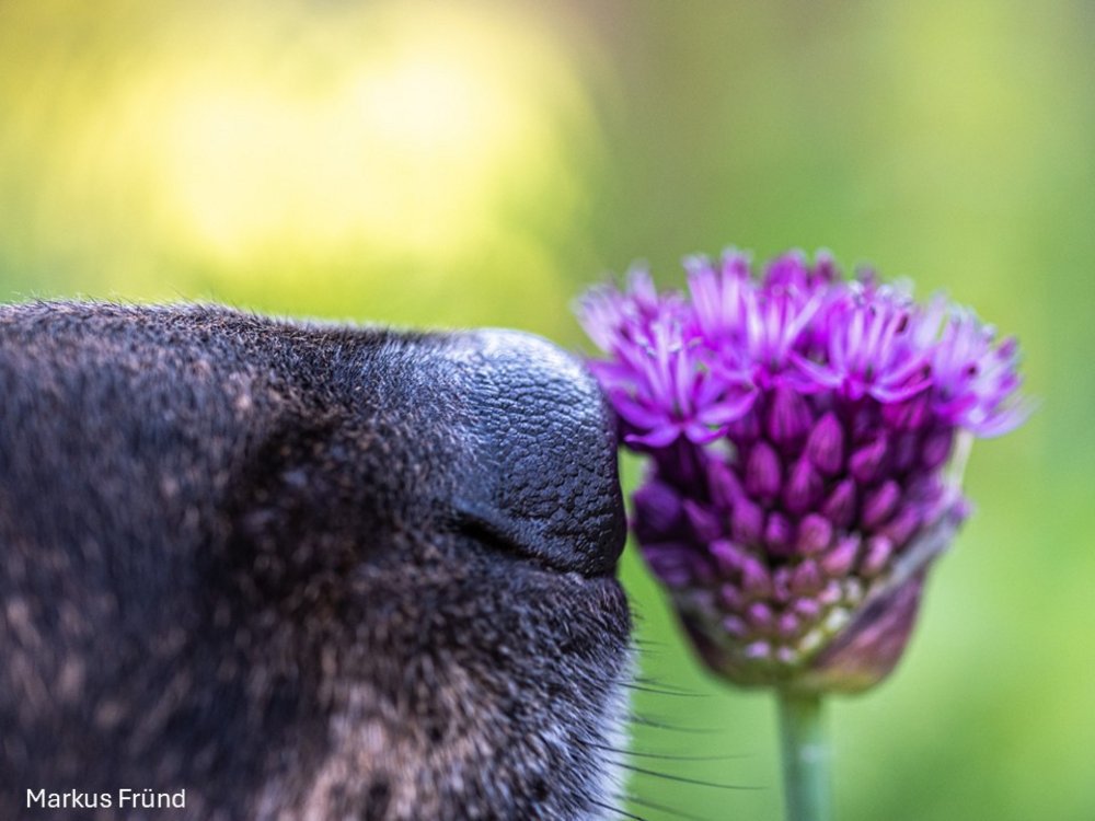 eine Hundeschnauze an einer Blüte