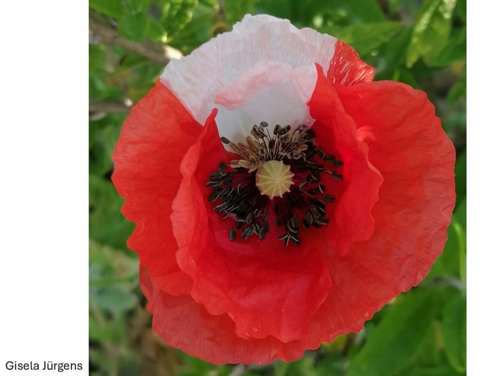 Mohnblüte: eine Laune der Natur