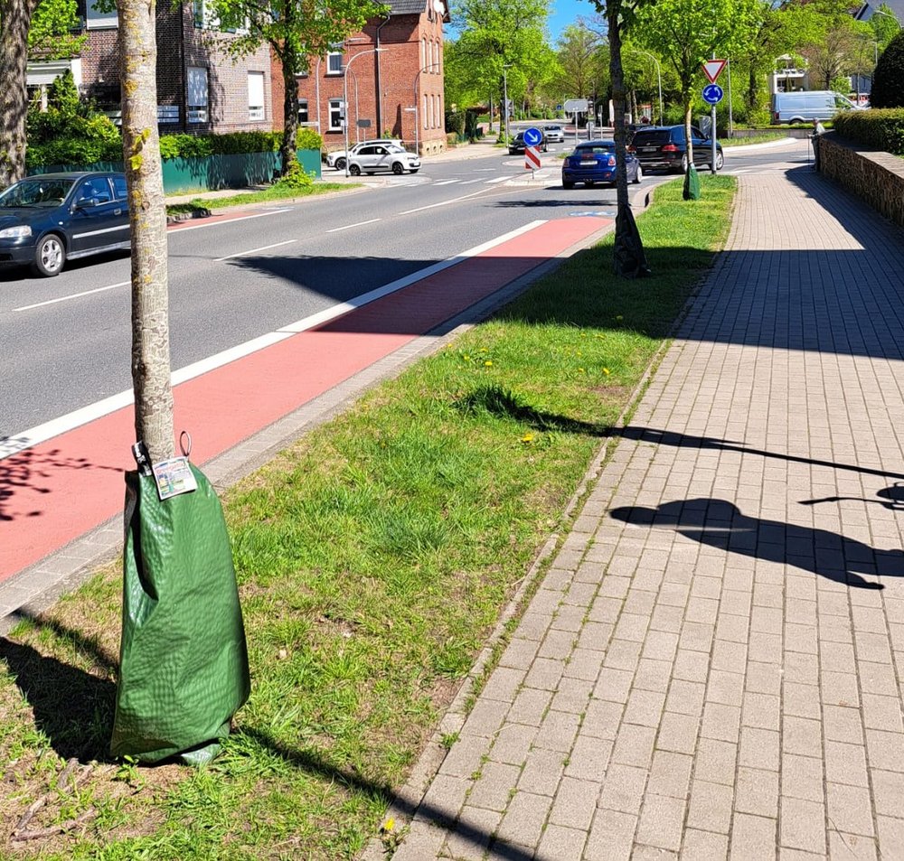 Blick auf den Niederwall mit den drei Linden