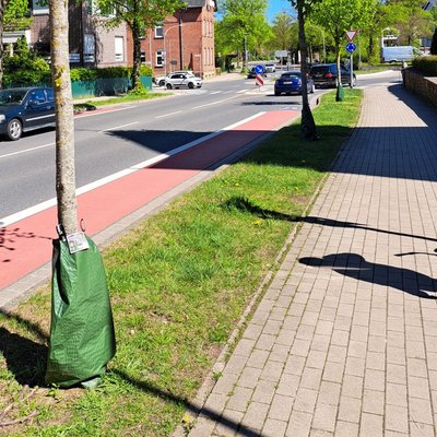 Blick auf den Niederwall mit den drei Linden