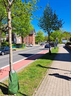 Blick auf die drei Linden am Niederwall