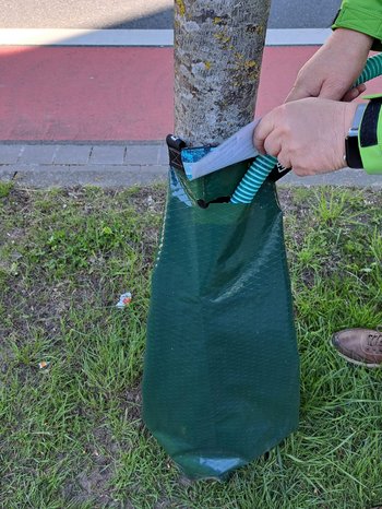 Wässern der 2. Linde