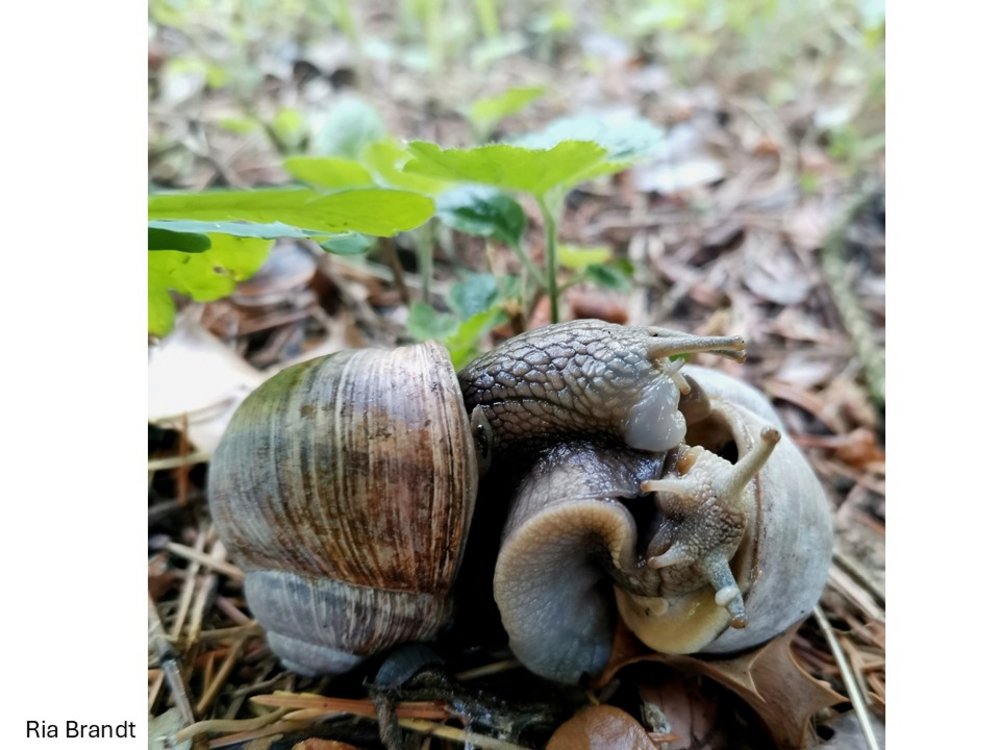 Zwei Schnecken am Rand des Wiehengebirges