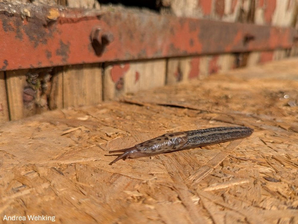 Tigerschnegel vor Stalltor