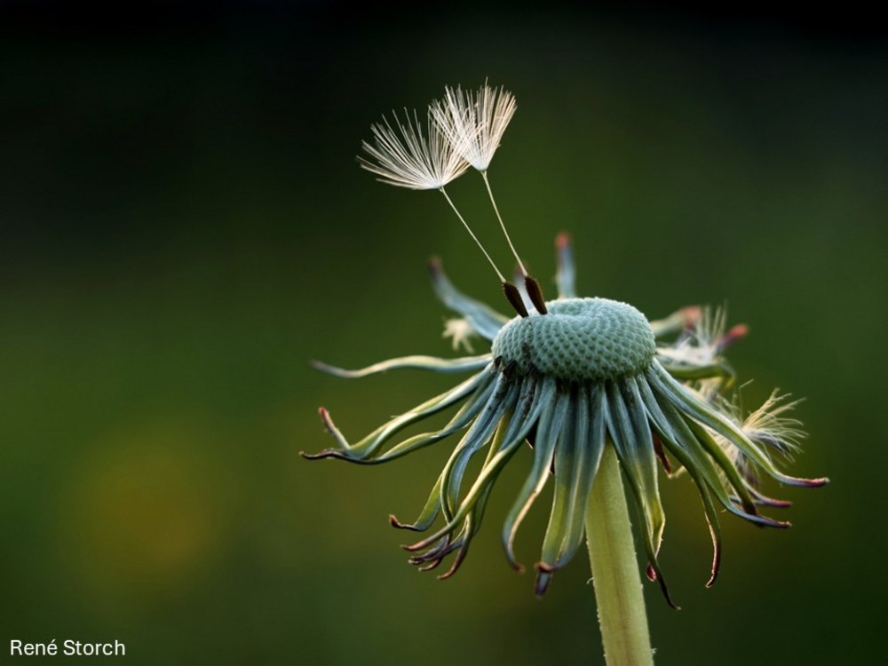 Die Samen einer Pusteblume (Löwenzahn) machen sich bereit zu einer unbekannte Reise