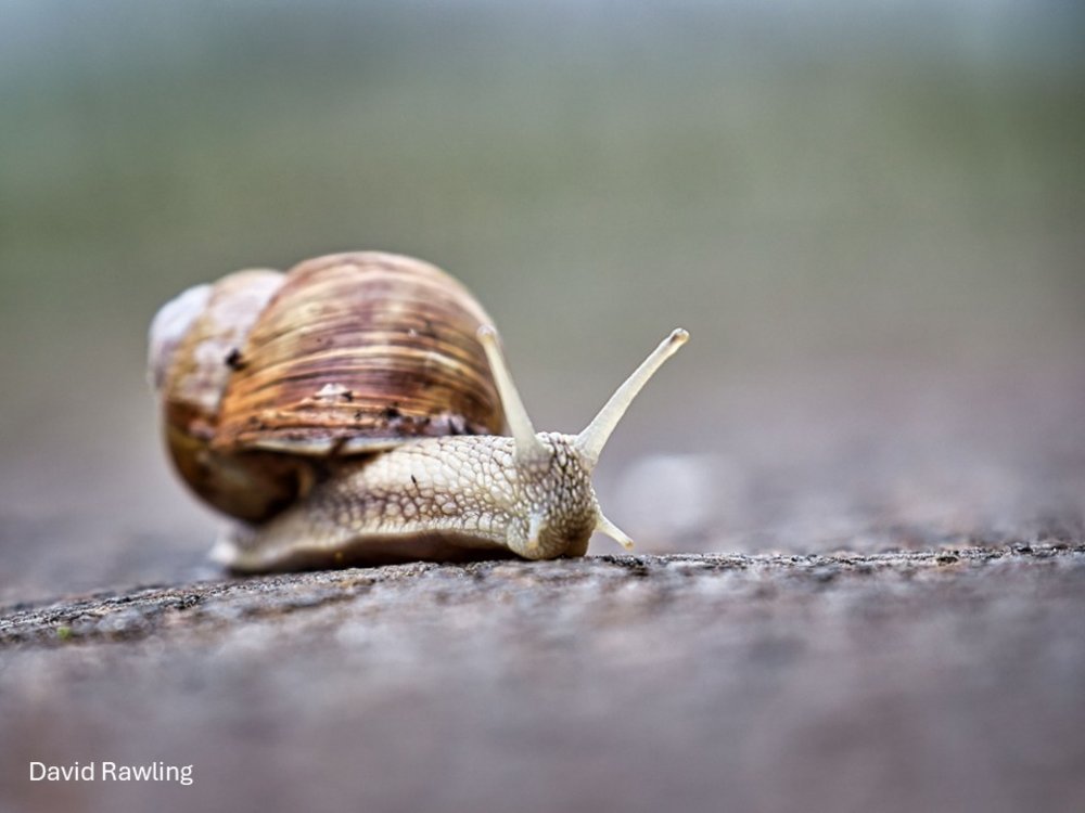 Schnecke auf Tour