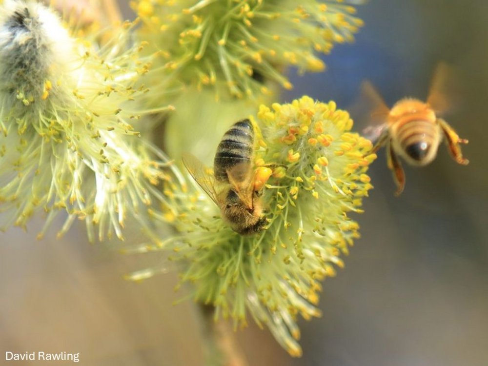 Bienen bei der Arbeit!